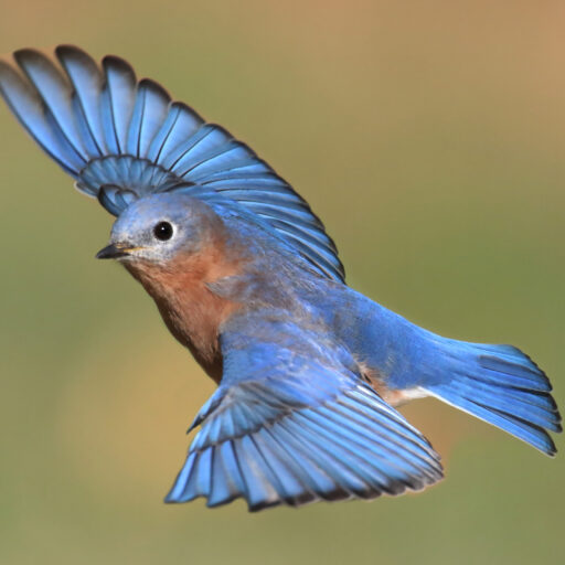 An Eastern Bluebird flies among many other common Missouri birds