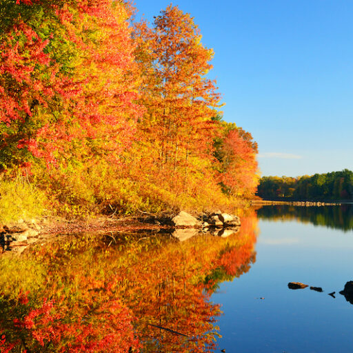 Beautiful fall foliage in St. Louis over a body of water